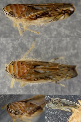 Réf. 265 187 : Scaphoideus titanus